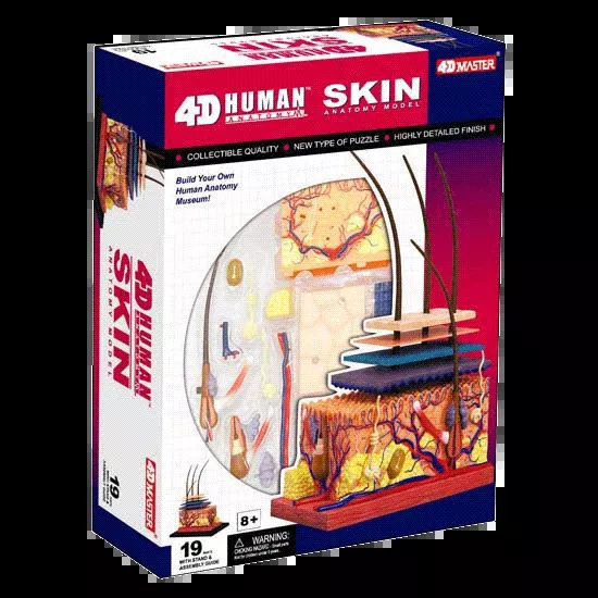 4D Human Skin Anatomy Model