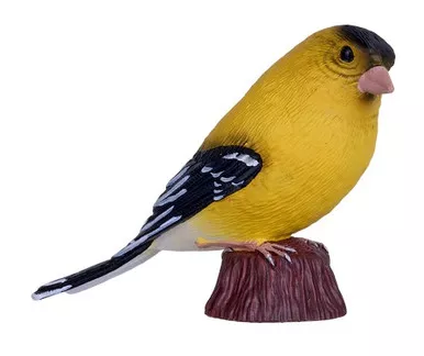 American Goldfinch (Mojo)