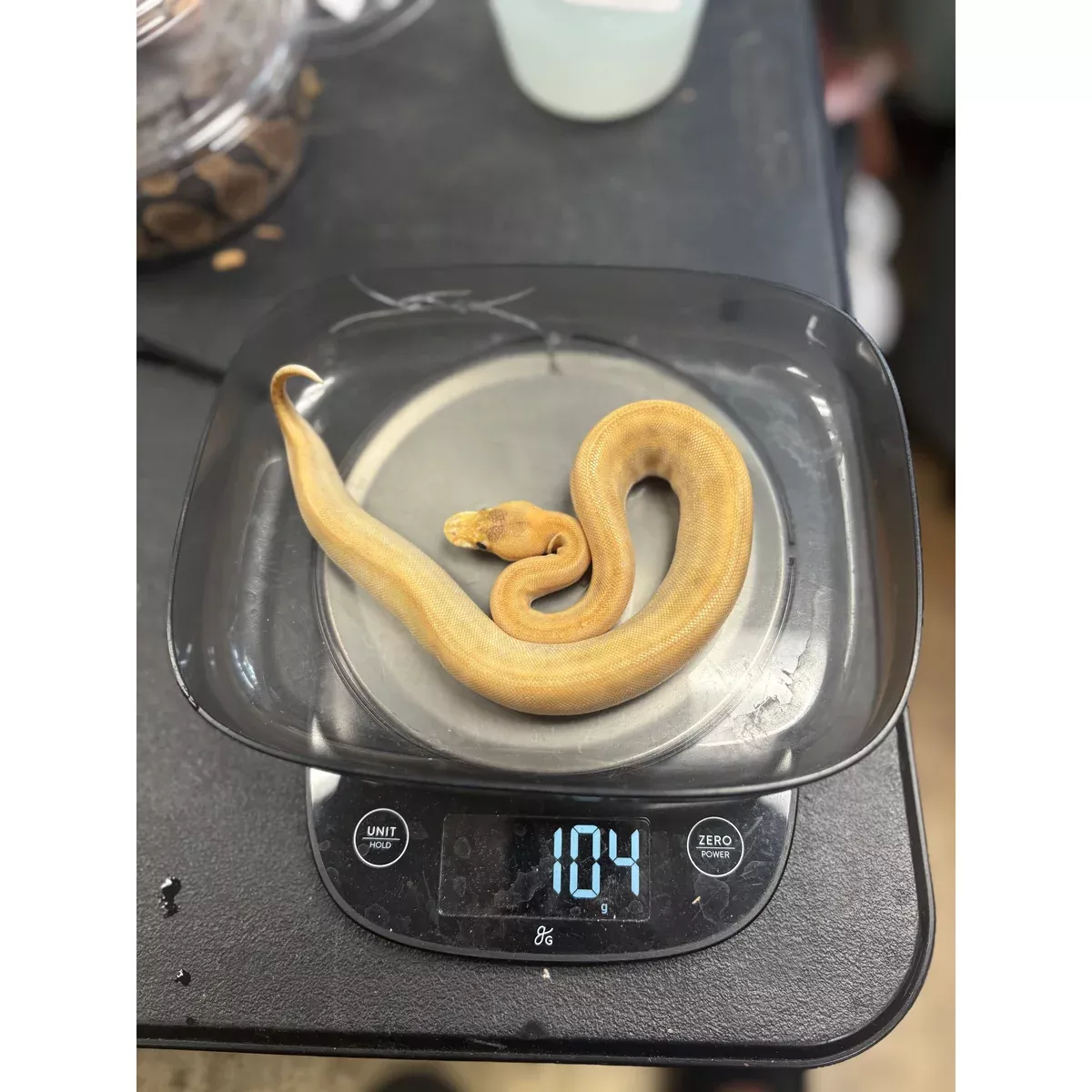 Ball Python (Enchi Mimosa)