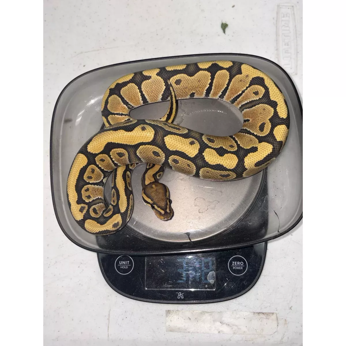 Ball Python (Ghost/Hypo)