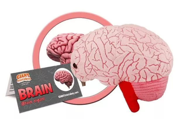 BRAIN ORGAN