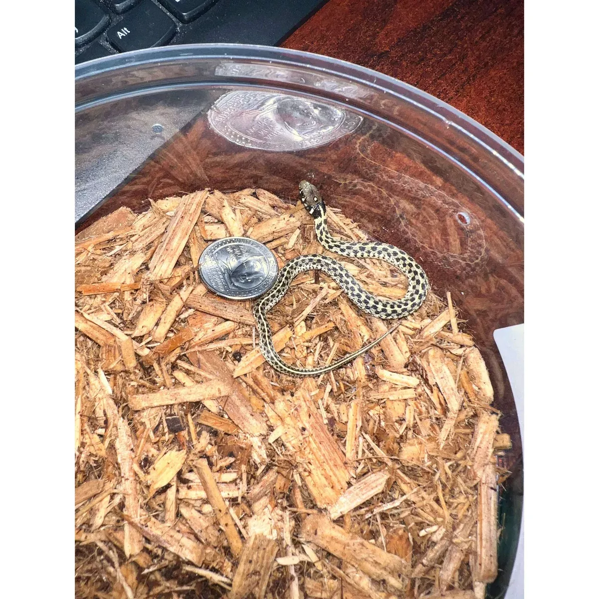 Checkered Garter Snake
