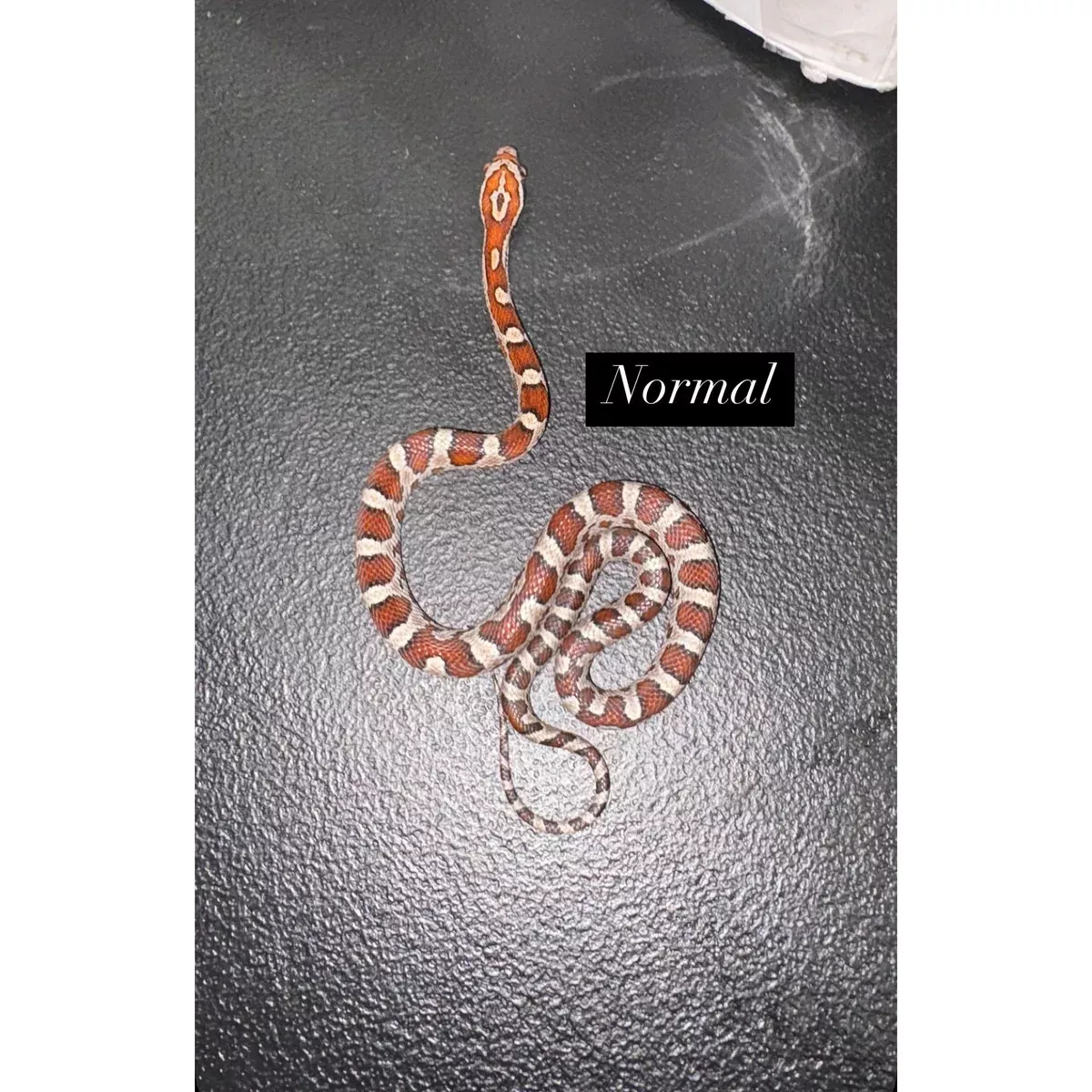 Corn Snake (Normal) (Baby)