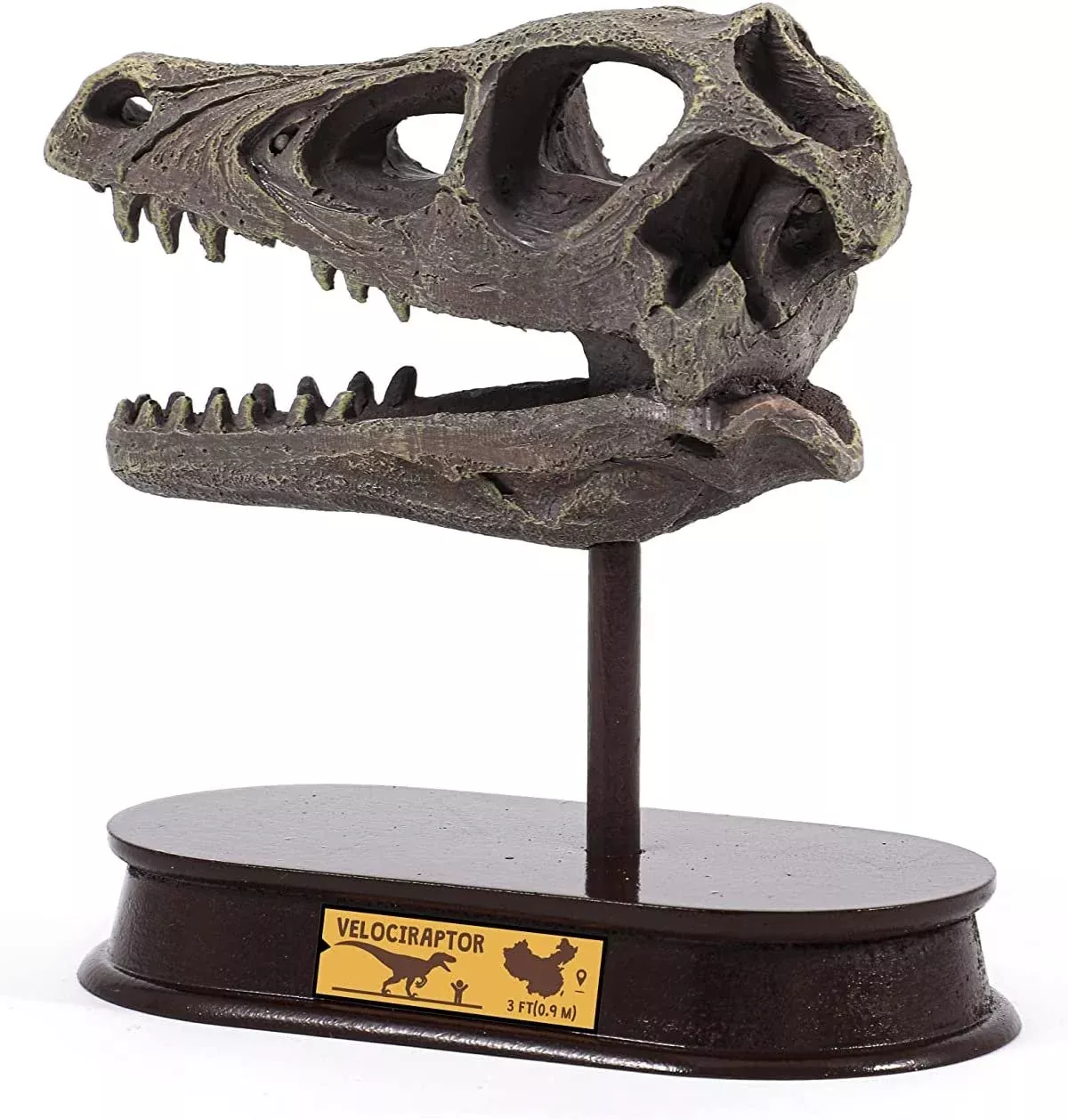 Dinosaur Excavation Kit - Brachiosaurus