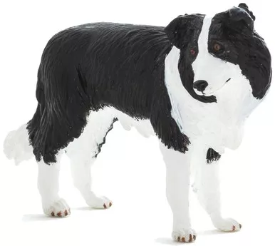 Dog - Collie Border (Mojo)