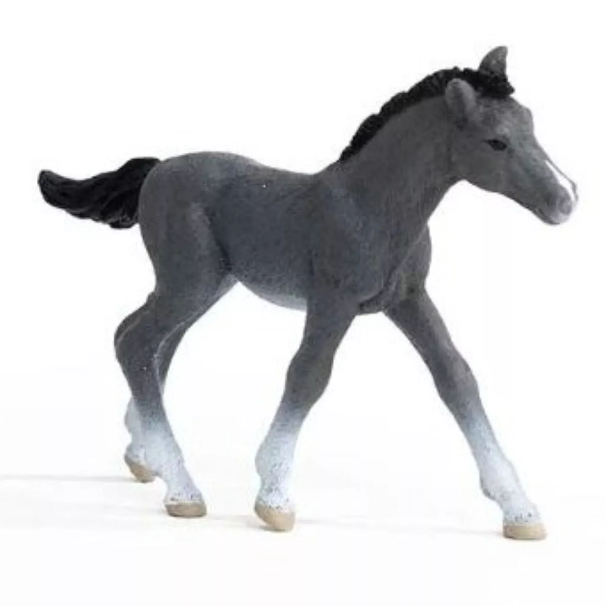 Trakehner Foal
